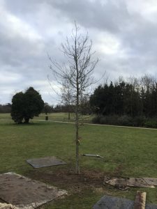 Oak Tree Planted in Memory of Robert Brandreth-Gibbs